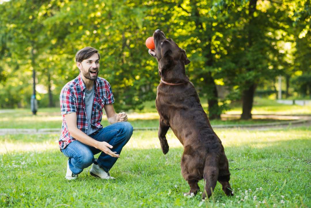 مردی در حال آموزش دادن به سگ